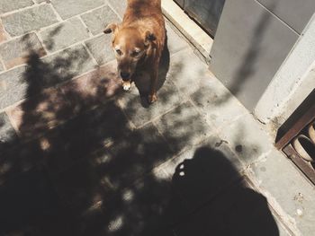 High angle view of dog on water