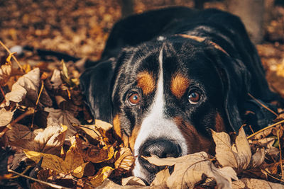 Close-up of dog