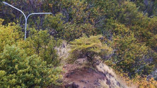 High angle view of trees in forest