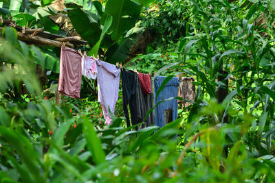 Clothes drying on plant in back yard