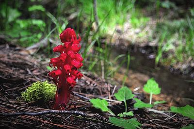 Close-up of red flower on field