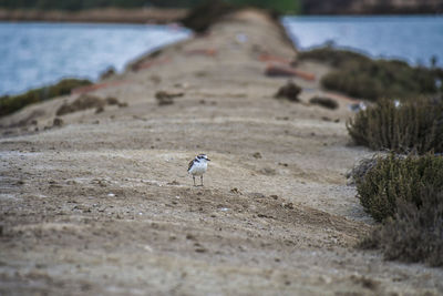 Bird on beach