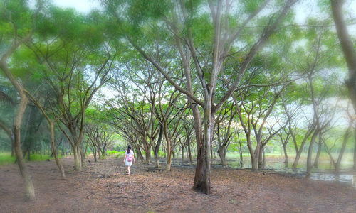 Rear view of trees in forest