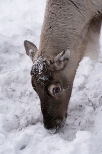 High angle view of animal on snow covered land