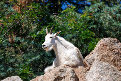 Donkey standing on rock