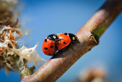 Close-up of ladybugs mating on plant stem against blue sky