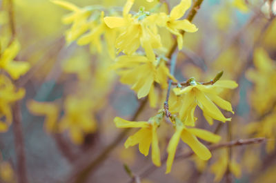 Close-up of yellow flowering plant