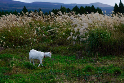 Goat standing in a field