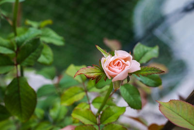 Close-up of pink flowering plant