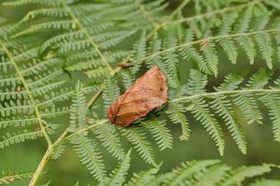 Close-up of butterfly on leaves