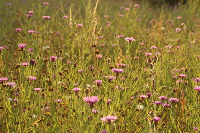 Close-up of purple flowering plants on field