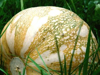 Close-up of plant growing outdoors