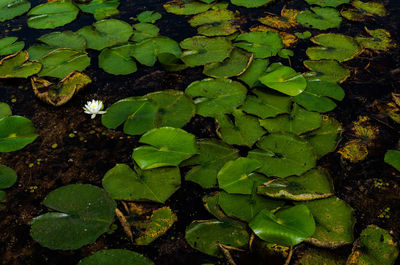 High angle view of leaf floating on water