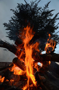 Low angle view of burning campfire against silhouette tree