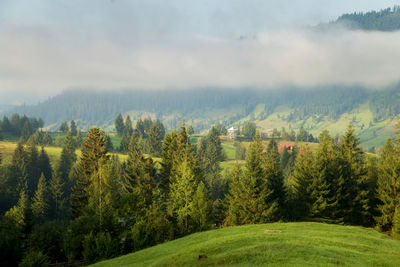 Scenic view of trees on field against sky