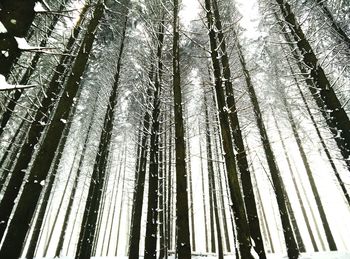 Low angle view of trees in forest