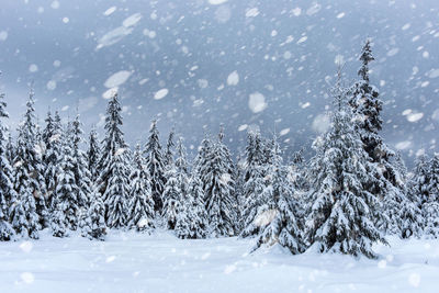 Pine tree forest covered by snow in winter landscape against cloudy sky