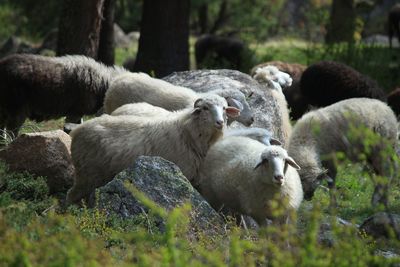 Sheep in a field