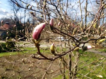 Close-up of pink flower buds on branch