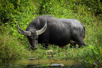 Horse standing in grass