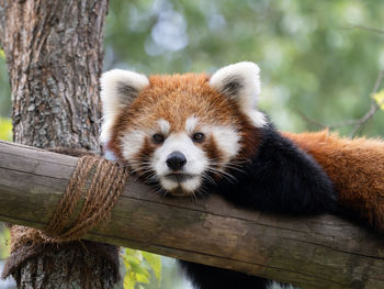 red panda