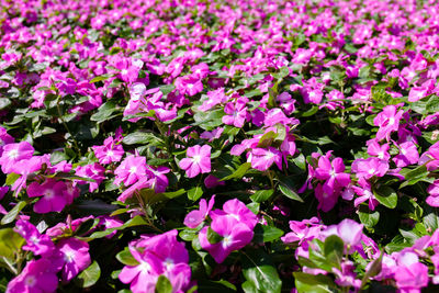 Close-up of pink flowering plants