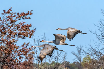 Low angle view of bird flying against the sky