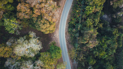 High angle view of road amidst trees in forest