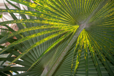 Close-up of palm tree leaves