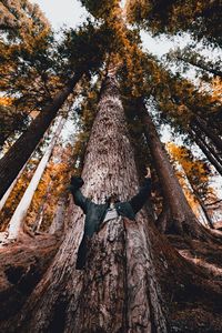 Low angle view of trees in forest