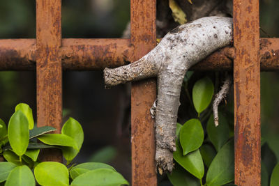 Close-up of rusty metal railing