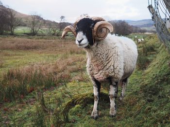 Portrait of sheep standing on field