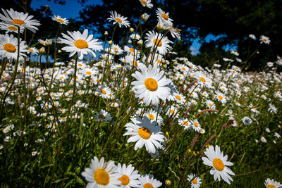 Close-up of white daisy flowers on field