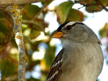 Close-up of bird perching on branch