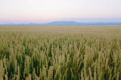 Scenic view of wheat field against sky in inner mongolia, china