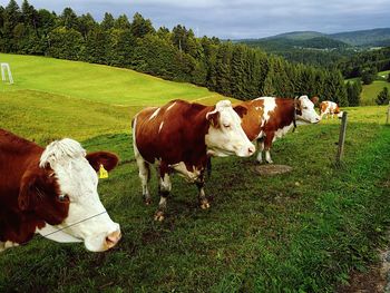 Cows grazing on field against sky