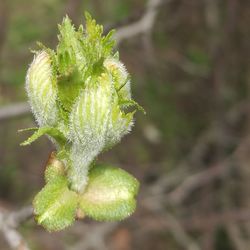 Close-up of fresh green plant