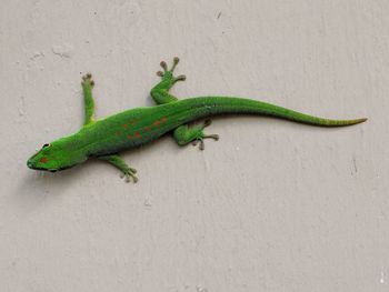 Green lizard on wall