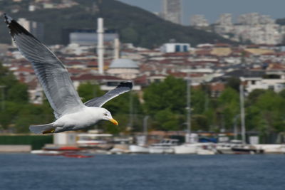 Seagull flying over a city