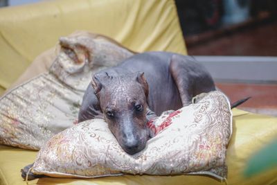 Close-up of dog on bed