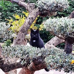 Close-up of cat on rock against trees