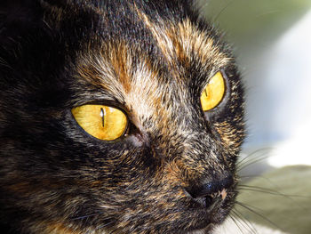 Close-up portrait of a cat