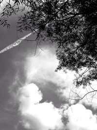 Low angle view of tree against sky