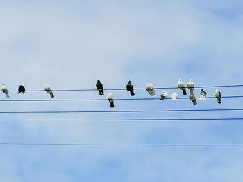 Low angle view of birds perching on cable against sky