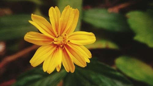 Close-up of yellow flower blooming outdoors