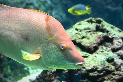 Close-up of fish underwater