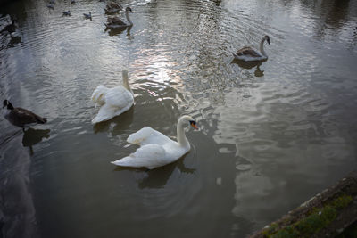 Swans swimming in lake