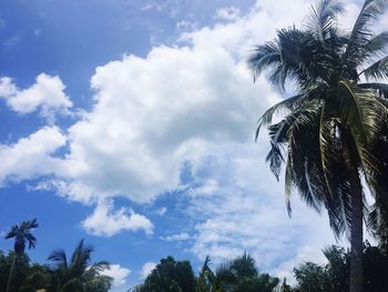 Low angle view of palm trees against sky