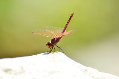 Close-up of dragonfly