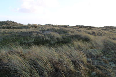 Close-up of wheat field against clear sky